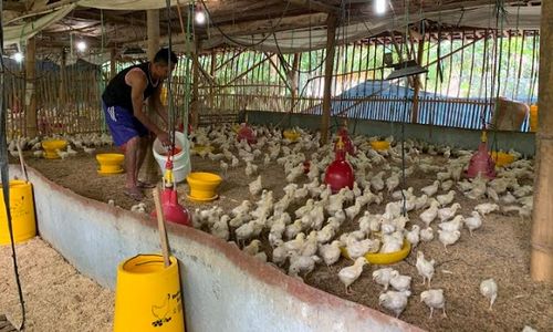 Harga Ayam Anjlok Bikin Peternak Mandiri Menjerit, Ini Respons KKPU