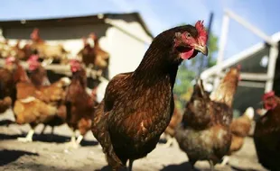 Curi Ayam Berkali-Kali, Ini Identitas Pelaku Percobaan Pencurian Ayam di Solo