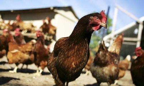 Curi Ayam Berkali-Kali, Ini Identitas Pelaku Percobaan Pencurian Ayam di Solo