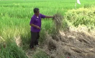 Serangan Wereng Pada Padi Siap Panen Bikin Petani Madiun Resah