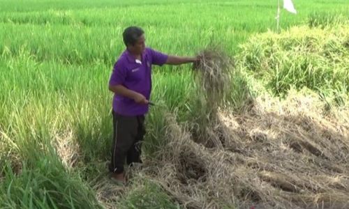 Serangan Wereng Pada Padi Siap Panen Bikin Petani Madiun Resah