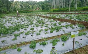 Cuma Ada di Wonogiri, Ini Fakta Janggelan Bahan Baku Cincau Hitam