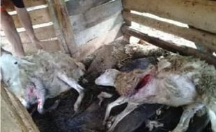 Teror Kambing Dicabik di Pacitan Mirip Wonogiri, Warga Pergoki Hewan Misterius