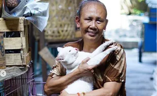 Cerita Mbah Sendang, Pedagang Pasar Jongke Solo Pelihara Puluhan Kucing Telantar