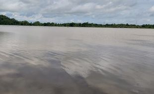 Petani Rugi Besar, 373 Ha Lahan Padi di Sukoharjo Puso Terendam Banjir