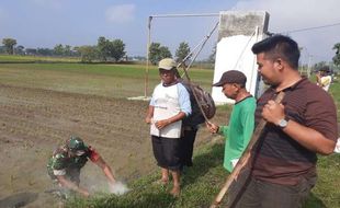 Gara-Gara Tikus, Petani Suruhkalang Karanganyar Terpaksa Lakukan Ini