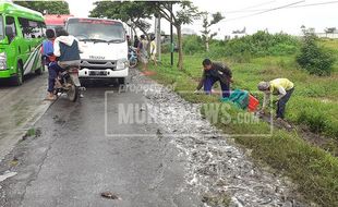 Truk Terguling, 1,3 Ton Lele Tumpah di Jalur Pantura Pati-Juwana