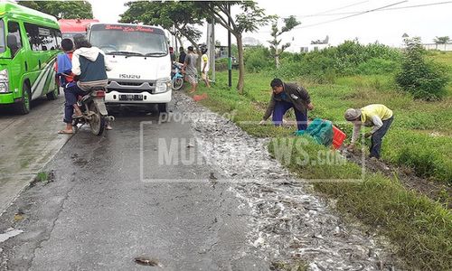 Truk Terguling, 1,3 Ton Lele Tumpah di Jalur Pantura Pati-Juwana