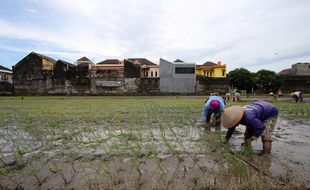 Sawah Kota Solo: Terus Menyusut Didesak Permukiman