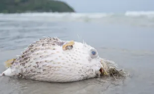 Satu Keluarga di Banyuwangi Meninggal Dunia Keracunan Ikan Buntal