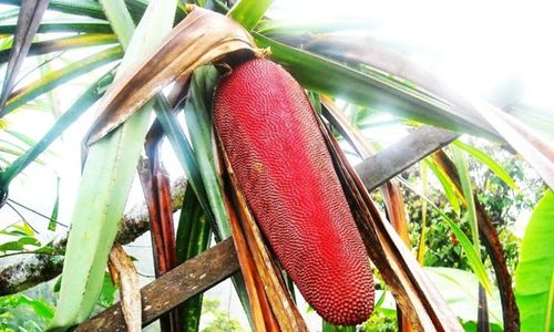 Buah Merah Khas Papua, Hambat Sel Kanker dan Turunkan Kolesterol