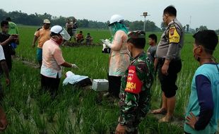 Petani Grobogan Tewas Tertelungkup di Pematang Sawah, Ini Sebabnya…