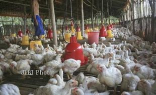 Puluhan Ayam di Cawas Klaten Mati Mendadak, Kepala Gosong – Cucuk Berbusa