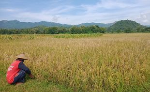 Mulai Maret, Perum Bulog Solo Siapkan Penyerapan Gabah Hasil Panen Raya