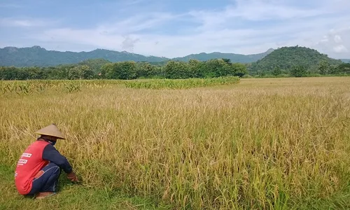 Mulai Maret, Perum Bulog Solo Siapkan Penyerapan Gabah Hasil Panen Raya