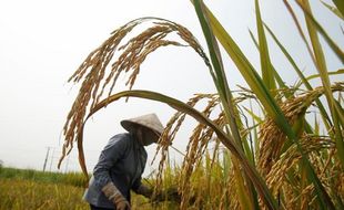 Kurangi Ketergantungan Pupuk Kimia, Petani Wonogiri Didorong Beralih ke Organik