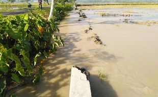 Tanggul Jebol Banjiri Sawah Di Sukoharjo, Lagi-Lagi Sungai Situri