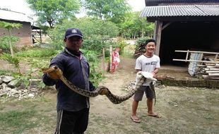 Panen Rumput Gajah, Petani Sragen Temukan Ular Sanca 3 Meter di Tepi Sungai Mungkung