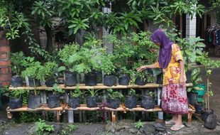 Berkebun di Lahan Sempit Rumah, Tak Butuh Biaya Tinggi