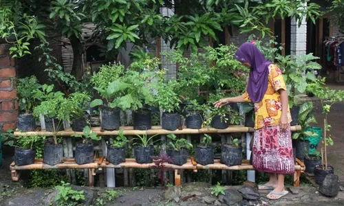 Berkebun di Lahan Sempit Rumah, Tak Butuh Biaya Tinggi