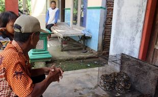 Sering Mangsa Ternak, Piton 3,5 Meter dari Sungai Garuda Sragen Ditangkap Saat Ronda