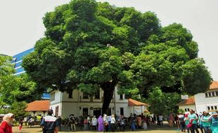 Peri Baik Hati Pohon Lawang Sewu Terlihat Gadis Indigo