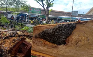 Pohon Berumur Ratusan Tahun di Pasar Bunder Sragen Ditebang, Hii… Ada Kerumunan Lebah