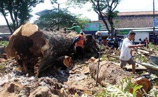 Tua dan Membahayakan, 7 Pohon Raksasa Di Sragen Ditebangi