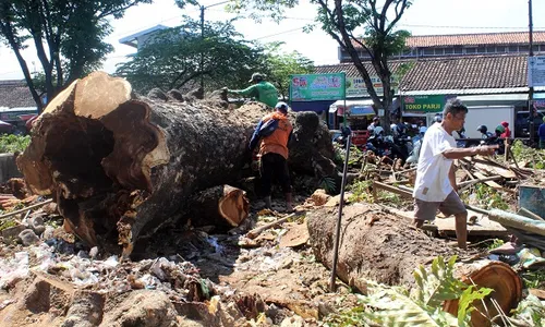 Tua dan Membahayakan, 7 Pohon Raksasa Di Sragen Ditebangi