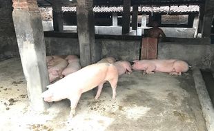 Tenang, Tak Ada Praktik Manipulasi Daging Babi Jadi Sapi di Karanganyar