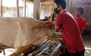 Cegah Covid-19, Hewan Ternak di Sragen Diperiksa secara Door to Door