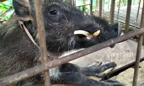 Heboh Babi Hutan Berjari Mirip Ayam dan Doyan Ngopi di Banyumas, Ini Penjelasan BKSDA