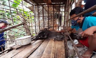 Geger Babi Hutan Aneh di Banyumas, Bukan Siluman Loh