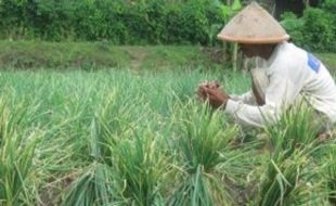 Petani Sukoharjo Didorong Berani Tanam Bawang Merah, Ini Alasannya