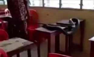 Kelas Kosong Selama Pandemi, Laci Meja Sekolah Jadi Sarang Ular