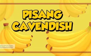 Pisang Cavendish Mulai Ditanam di Sumberlawang Sragen