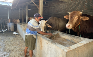 Jelang Idul Adha, Harga Sapi di Karanganyar Naik Rp1 Juta, Kambing Rp500.000