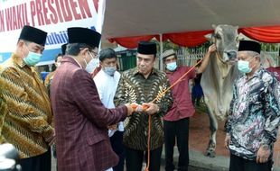 Wow, Jokowi Kurban Sapi Seberat 1 Ton ke Masjid Istiqlal