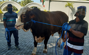 Ini Penampakan Sonar, Sapi Kurban Presiden Jokowi di Jogja