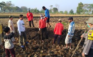 Diiming-imingi Rp1.000/Ekor, Warga Desa Pengkok Sragen Bantai 3.500 Ekor Tikus