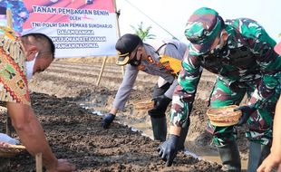 21.000 Benih Bawang Merah Dan 60.000 Ikan Nila Disebar Di Sukoharjo, Kapan Panen?