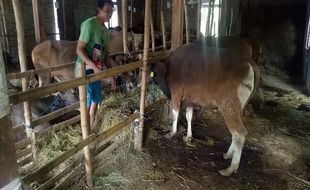 Sapi Bali Masuk Sragen, Disnakkan: Tak Boleh Dipelihara!