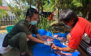 Pantau Kesehatan Daging, Dispertan PP Karanganyar Periksa Organ Dalam Hewan Kurban