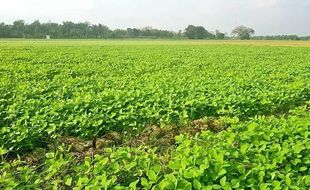 Dinas Pertanian Sukoharjo Sayangkan Minat Petani Tanam Kedelai Rendah