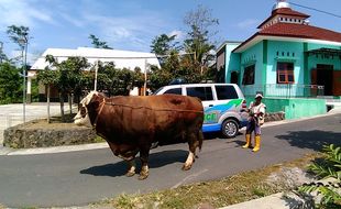 Sapi Jumbo 1,2 Ton Milik Petani Boyolali Ini Sering Diajak Berjemur dan Jalan-Jalan Loh