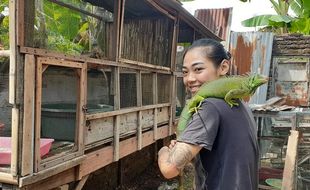 Ternak Iguana, Cewek Madiun Ini Kantongi Rp5 Juta Per Bulan