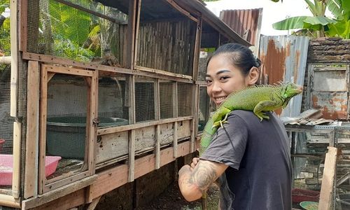 Ternak Iguana, Cewek Madiun Ini Kantongi Rp5 Juta Per Bulan