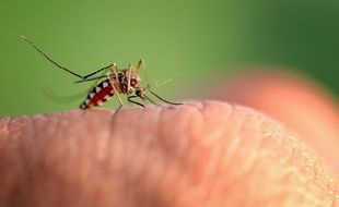 Mengenal Apa Itu Nyamuk Wolbachia yang Disebut Ampuh Turunkan Penyebaran Dengue