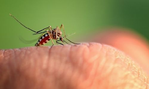 Imunisasi Dengue Cegah Anak Kena DBD Berat