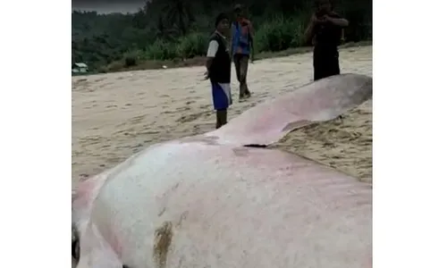 Viral! Hiu Tutul Terdampar di Pantai Pacitan, Jadi Tontonan Warga